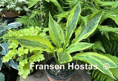 Hosta Foxfire Palm Sunday 